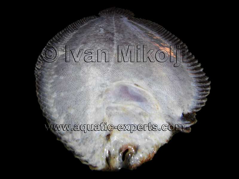 river sole